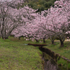 桜の森