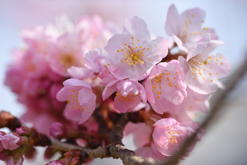 桜ふんわり