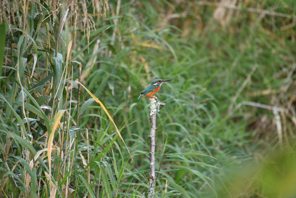 止まりものが止まらない時