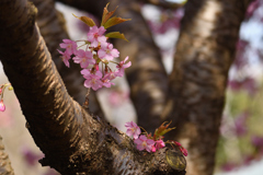河津桜の春