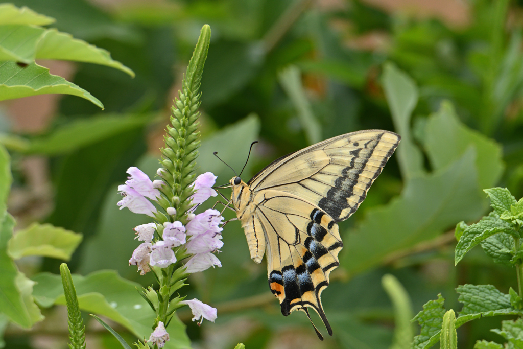 咲き出した花に