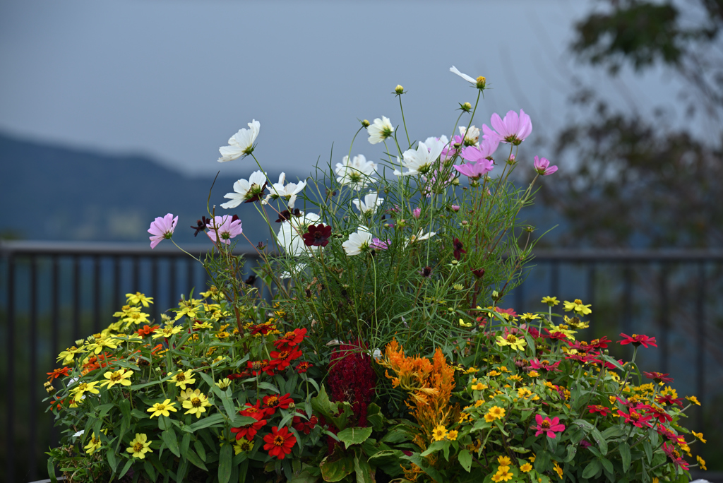 この花の向こうに