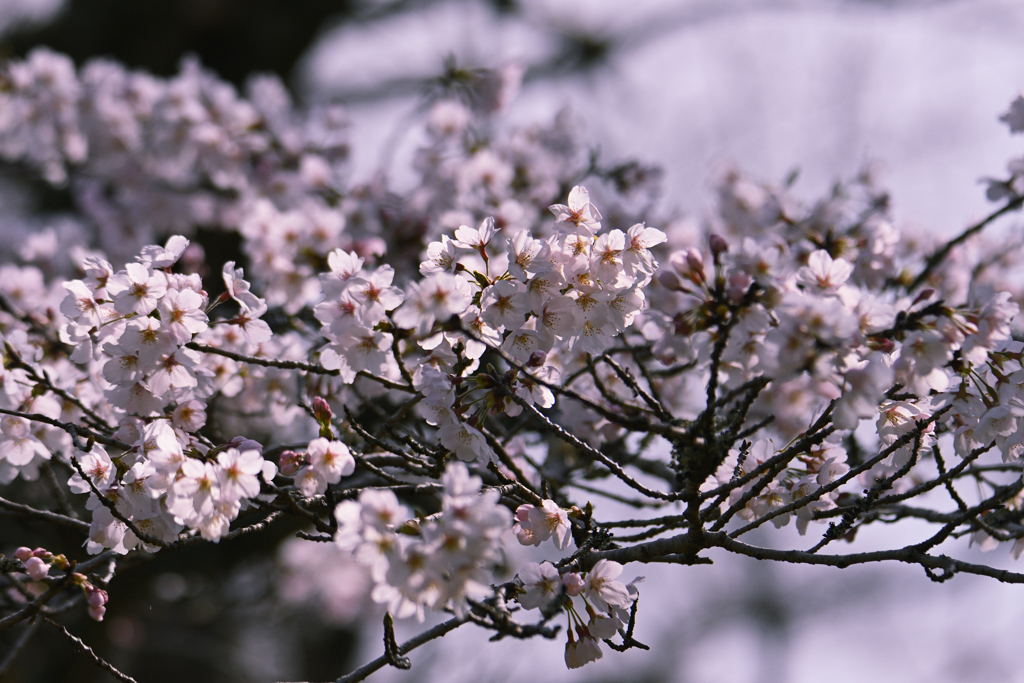桜