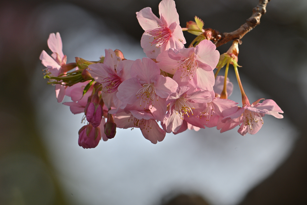 一枝の花