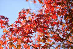 紅葉-赤