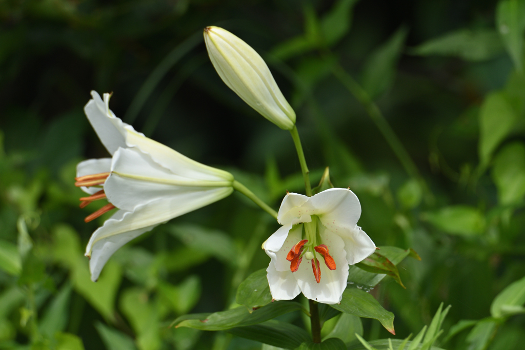 夏草に塗れて-2