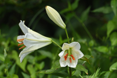 夏草に塗れて-2