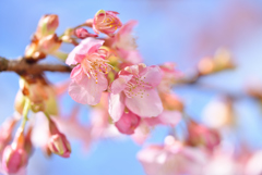 河津桜