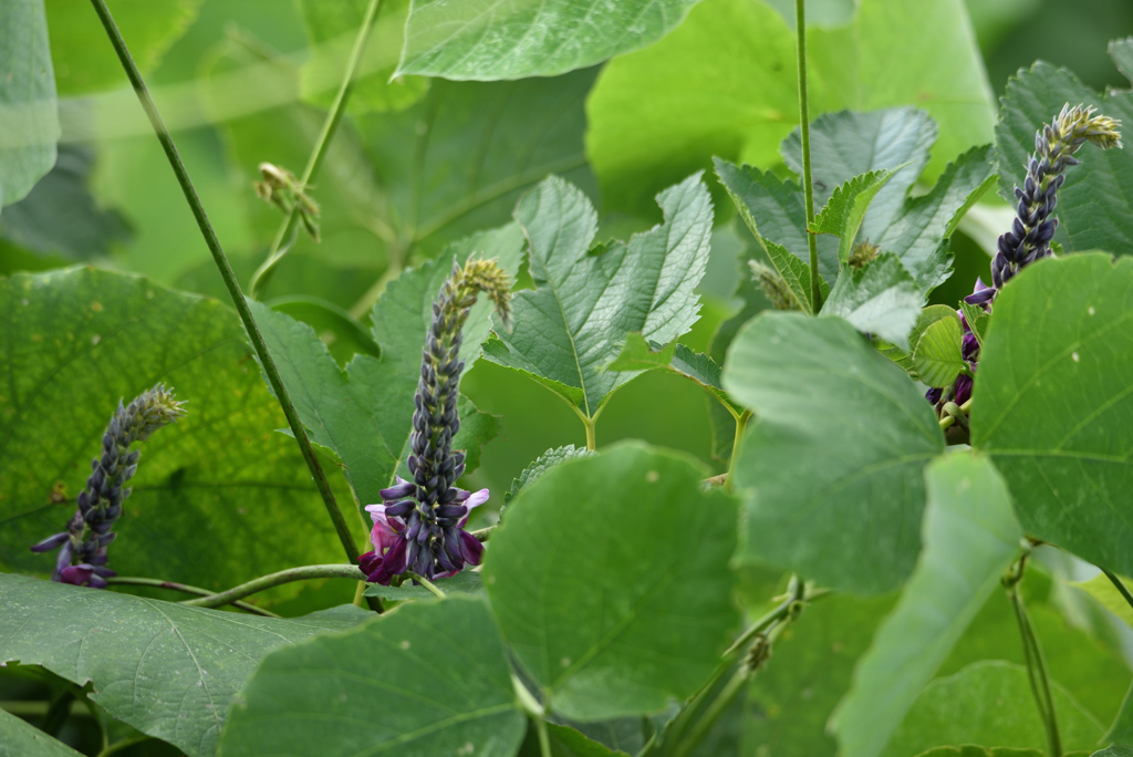 初秋の土手の花-3