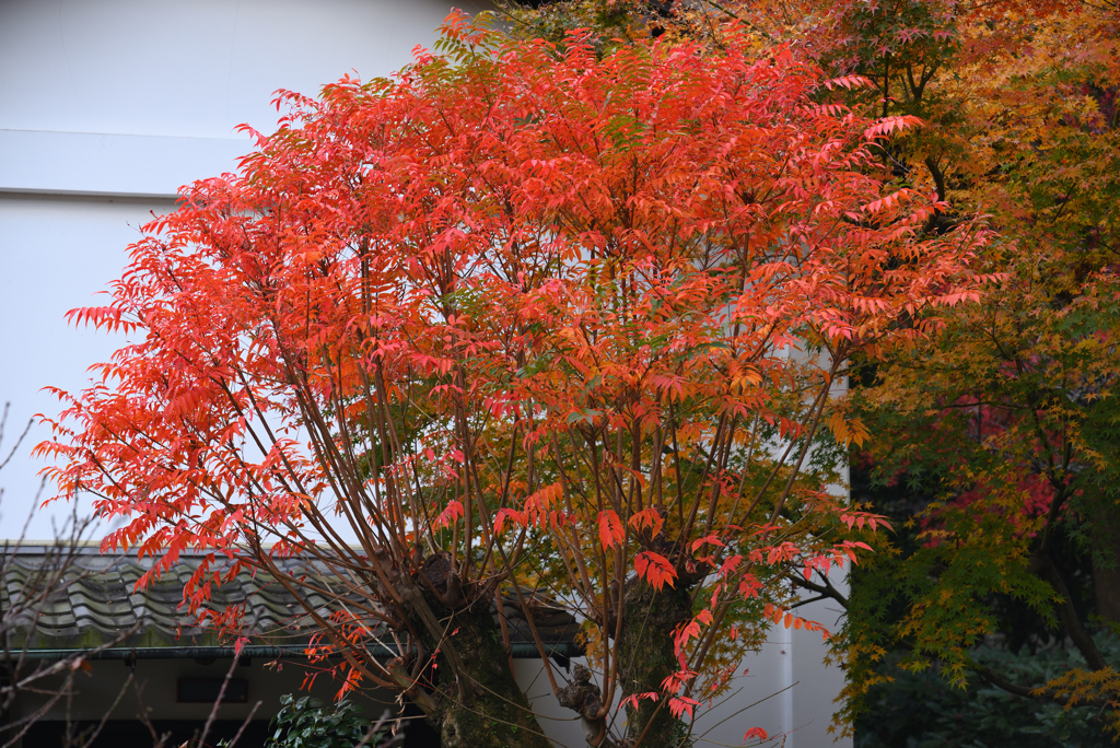櫨紅葉