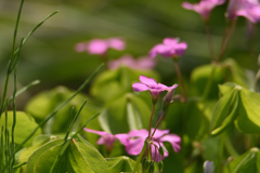 芋片喰-2