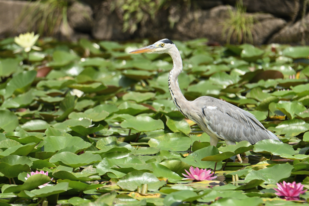 池の鳥