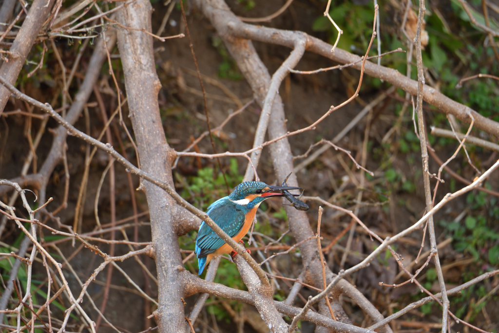 カジカの一品料理