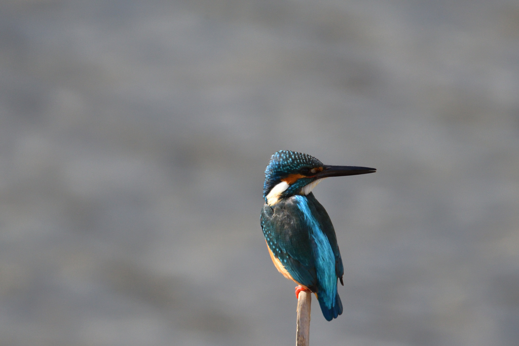 清流滝の如く-2