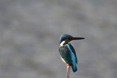 清流滝の如く-2