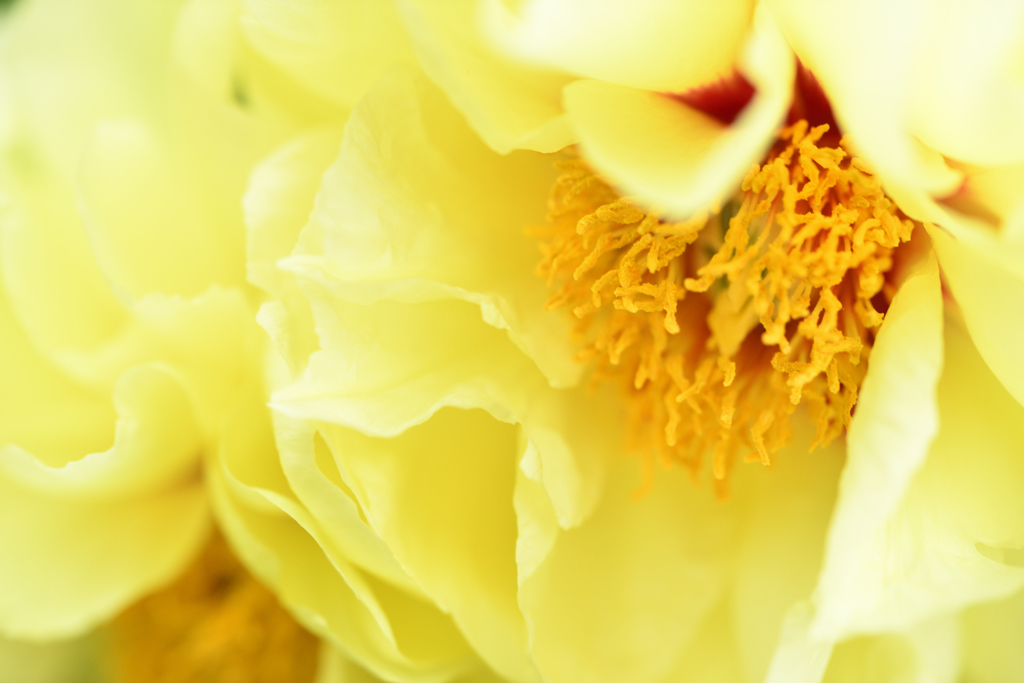 ゴージャスな花