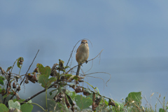 百舌鳥姫も帰ってきた