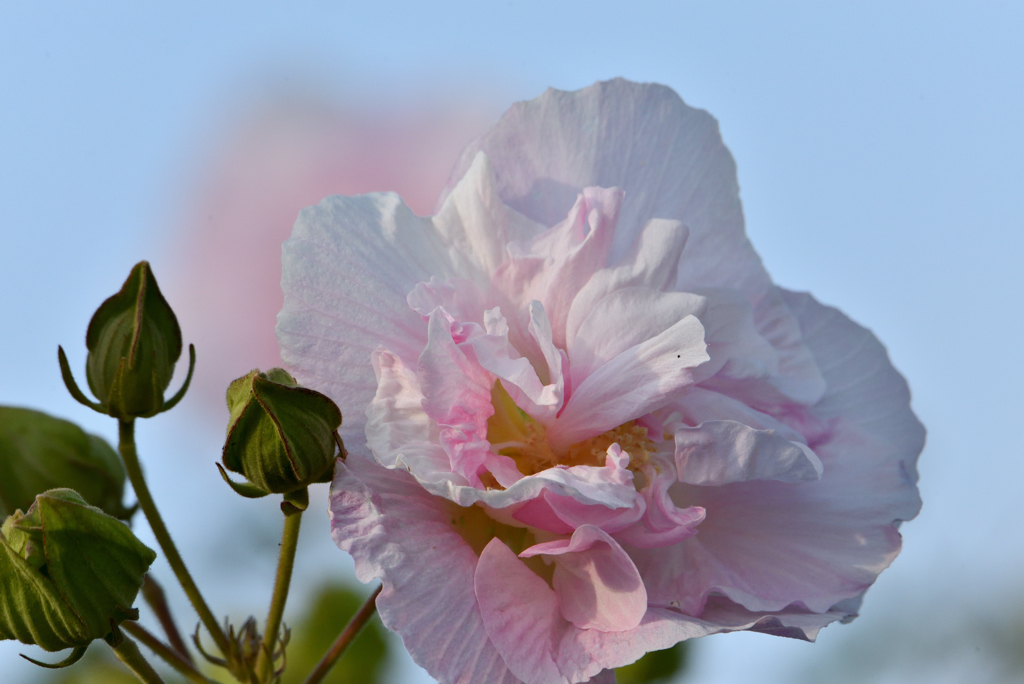 酔芙蓉