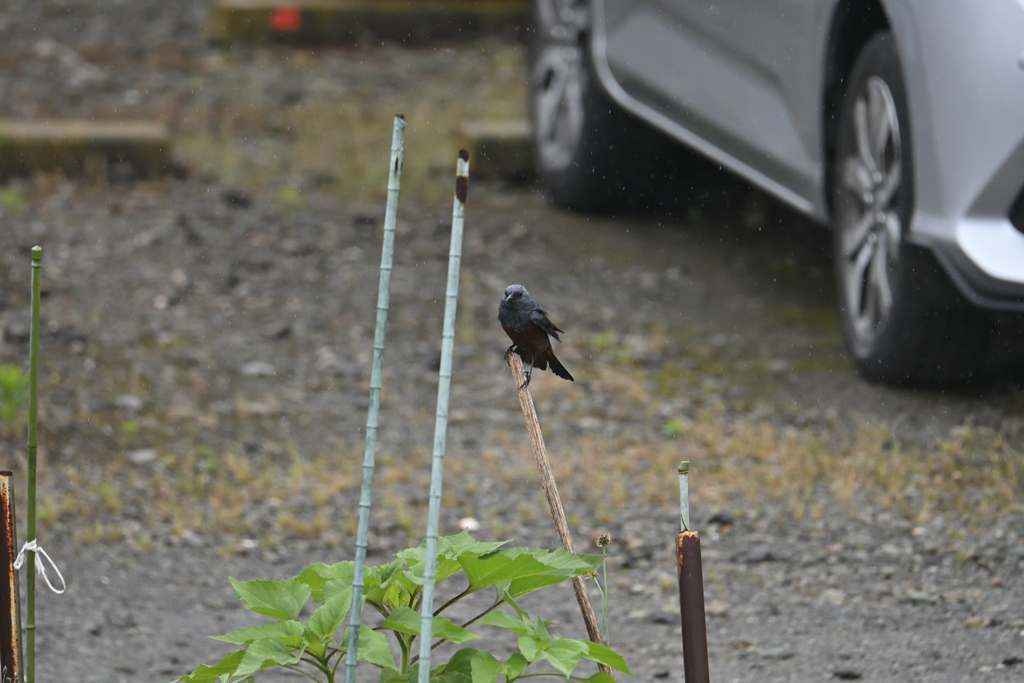 雨の日