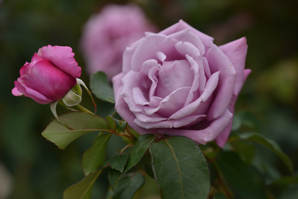 秋薔薇