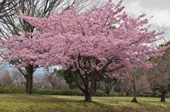 桜木