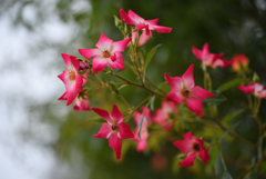 夏でも薔薇を ④