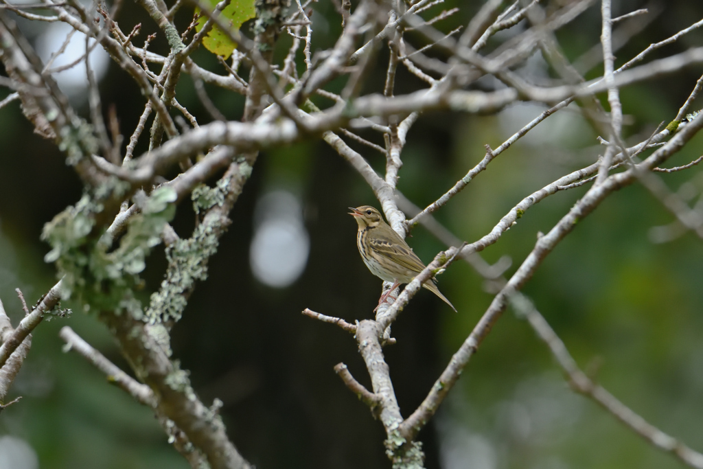 山から下りてきた鳥