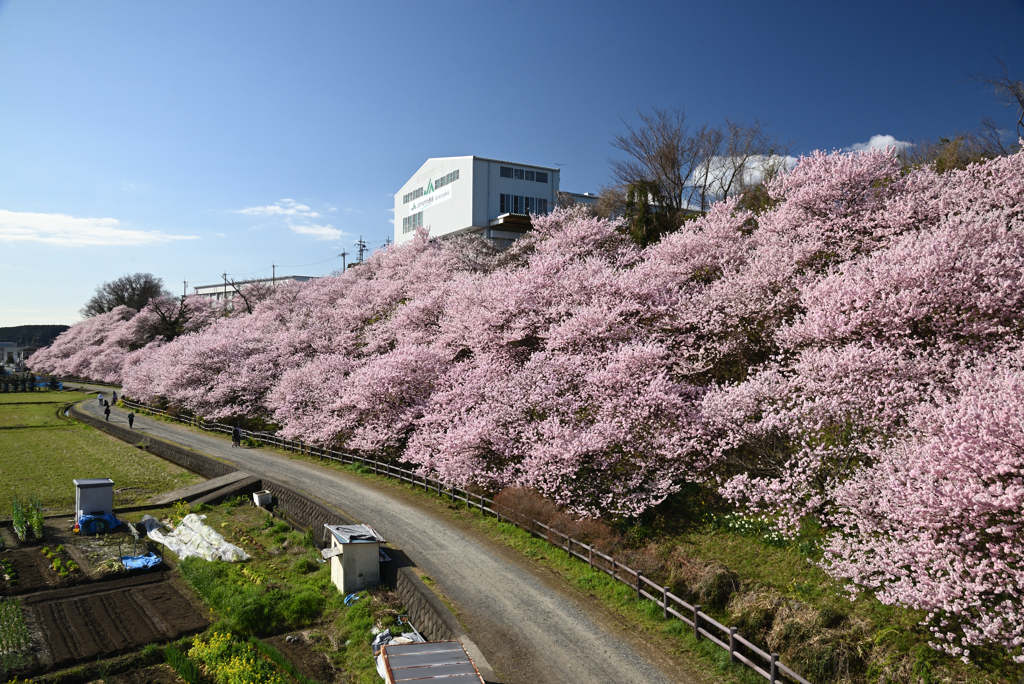 春めき桜