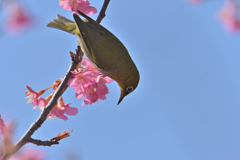 青空と桜と目白