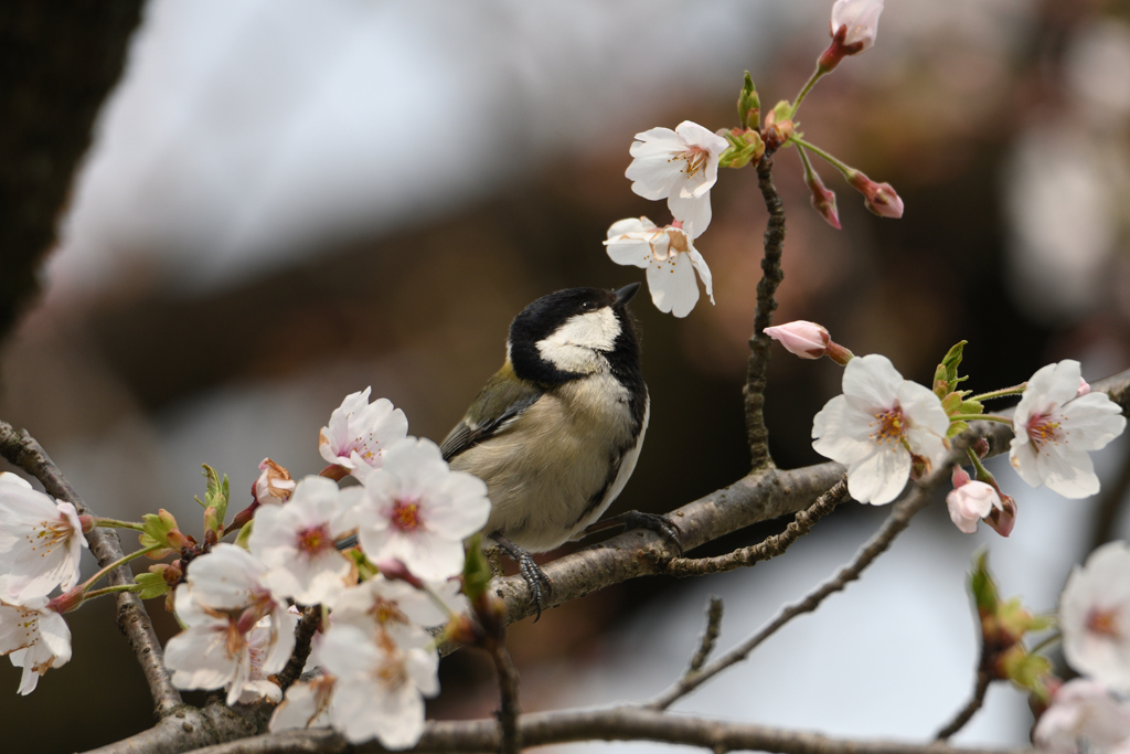 桜カラ