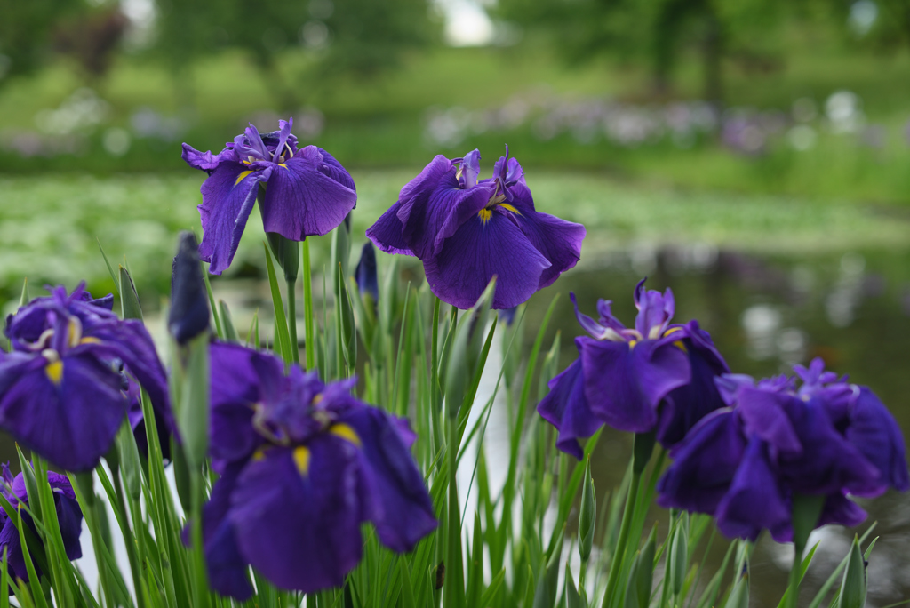 水辺に紫