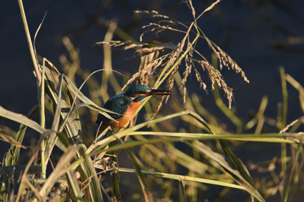 小海老を銜えて