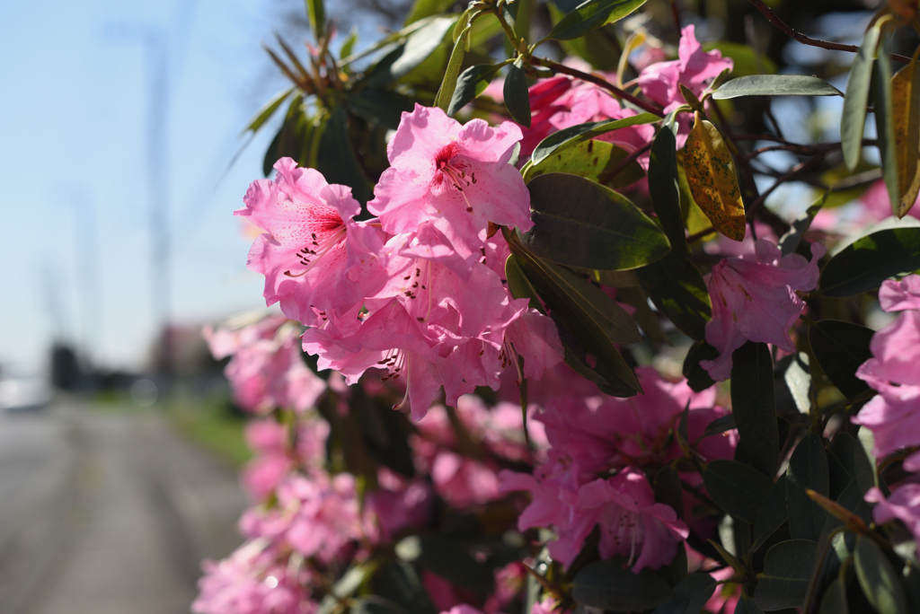 透けた花弁