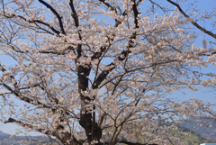 さくら-2