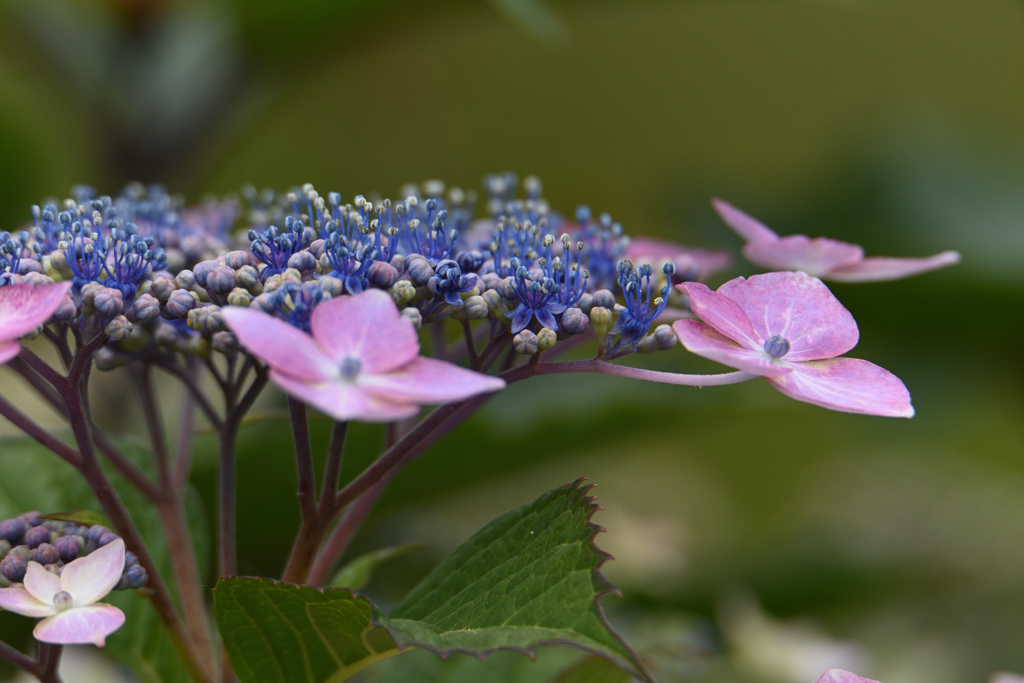 紫陽花