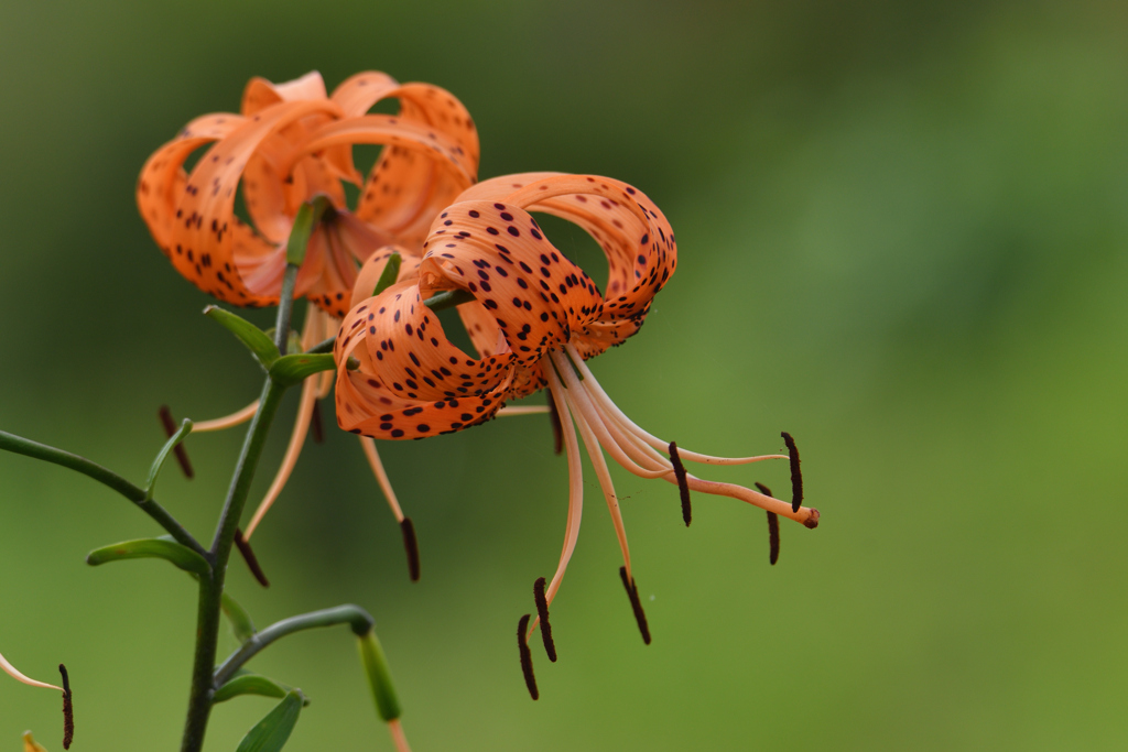 夢見るオレンジ