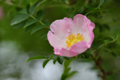 こんな薔薇も