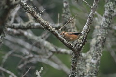 ここ、ここで～す-1