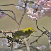 桜の影