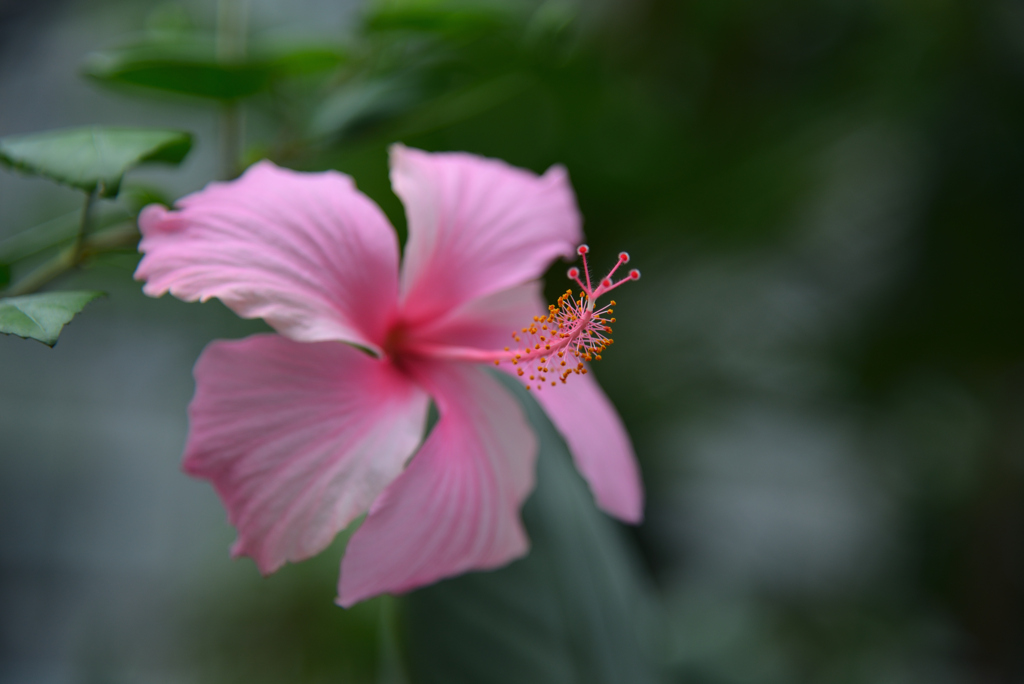 花はピンク