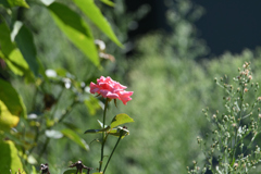 ポツンと薔薇