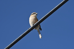 百舌鳥君