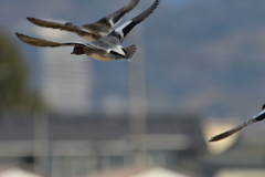 緋鳥鴨雌雄重飛翔-3