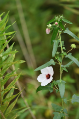 高砂芙蓉