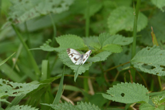 白い蝶