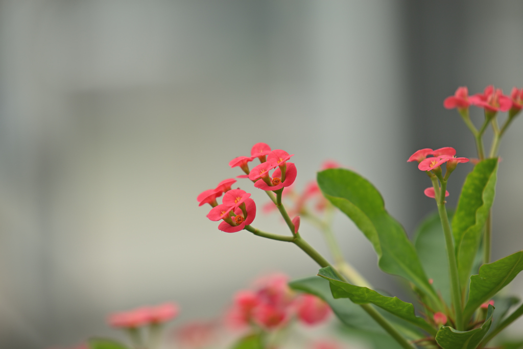 花麒麟