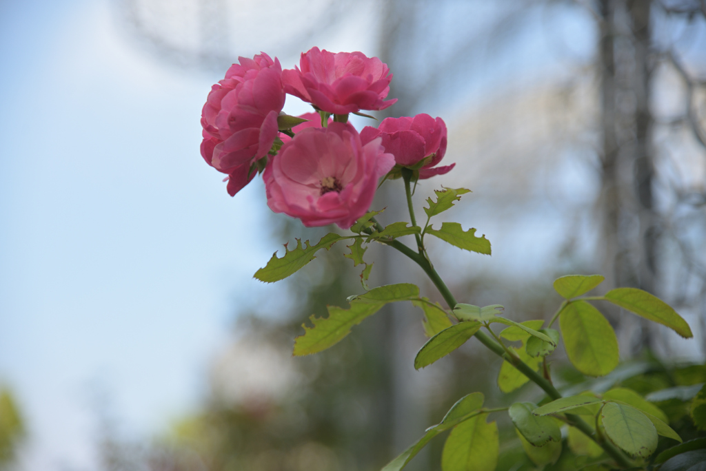 薔薇