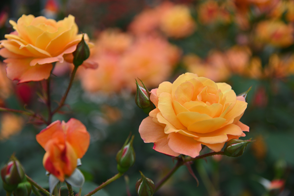 春薔薇