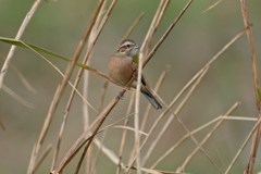 秋色の鳥-2