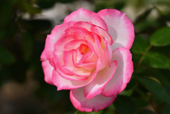 秋薔薇の微笑み